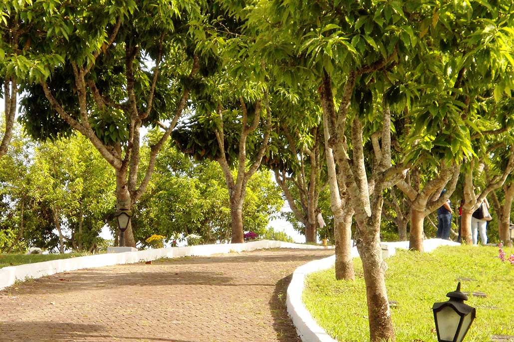 Área verde e reflorestamento